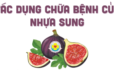 Tác dụng chữa bệnh của nhựa sung